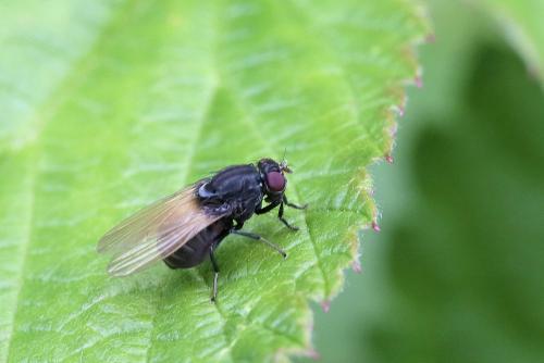 Réf. 263 225 : Minettia longipennis